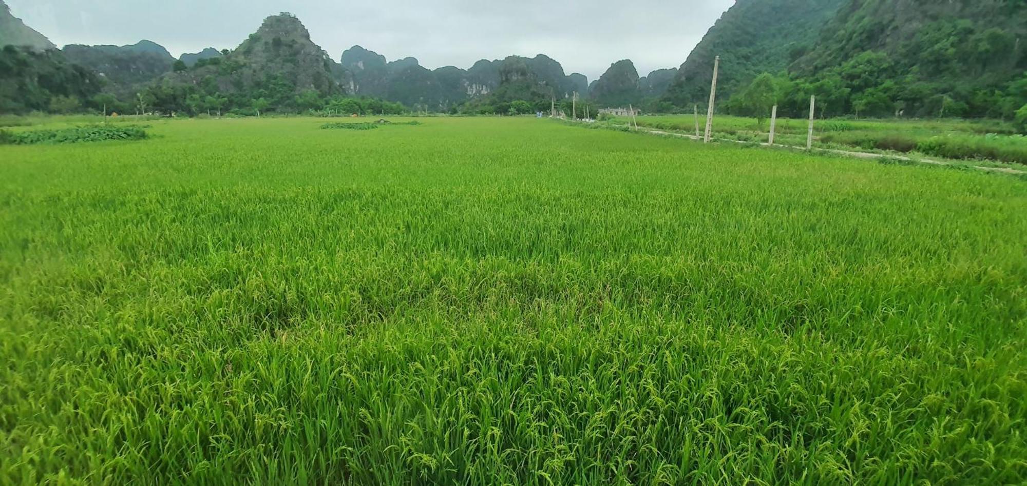 Trang An Rice Field Homestay Ninh Binh Exterior foto